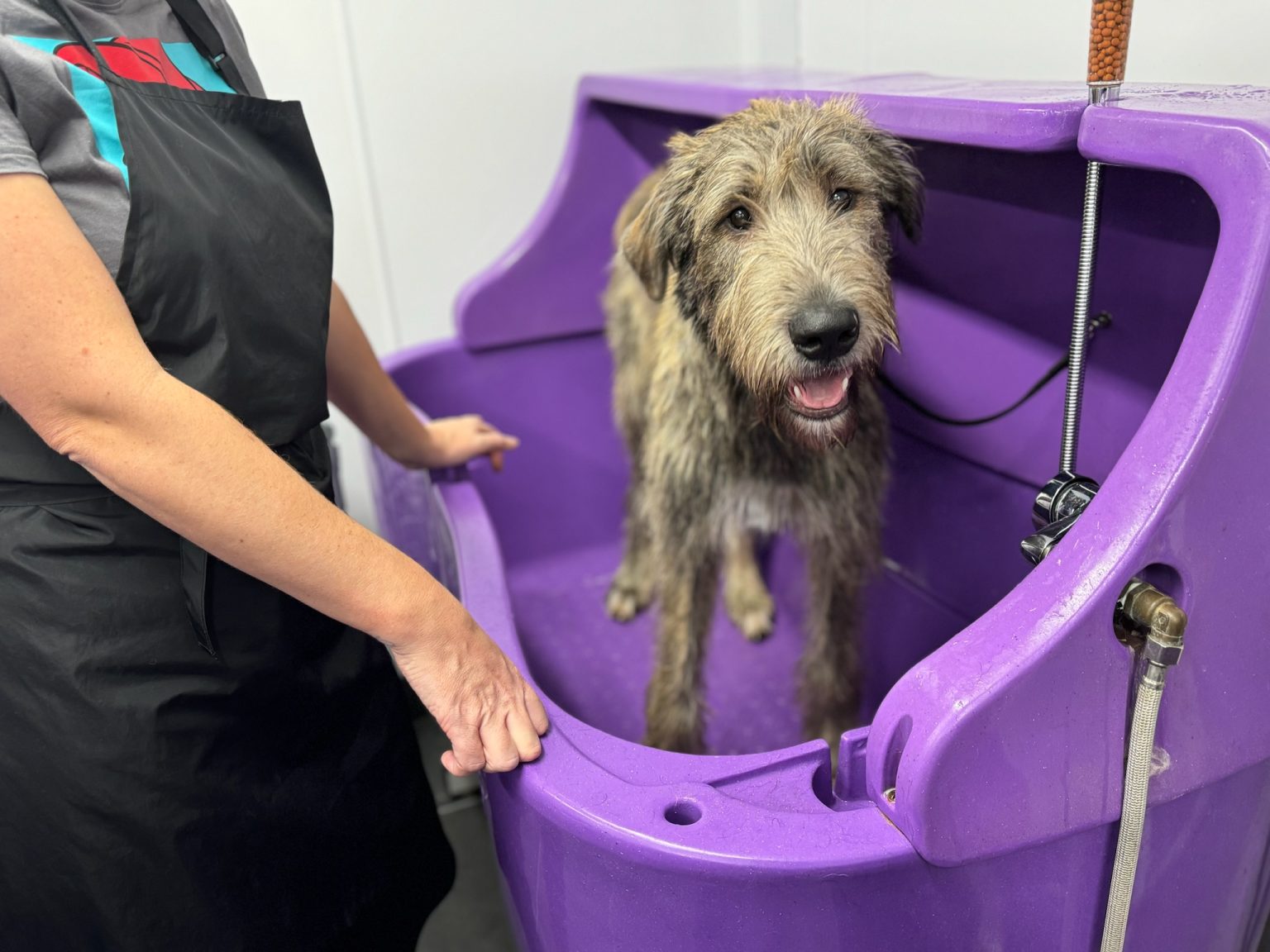 FAST TRACK – iPET Network Level 3 Diploma in Dog Grooming and Salon ...