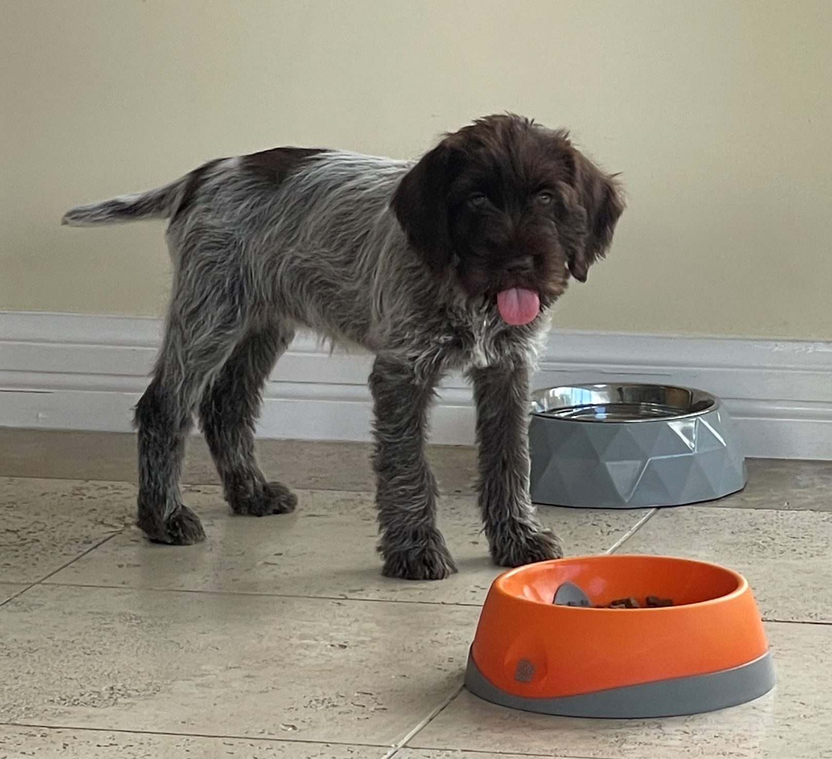 Puppy eating, Canine Nutrition Course Online