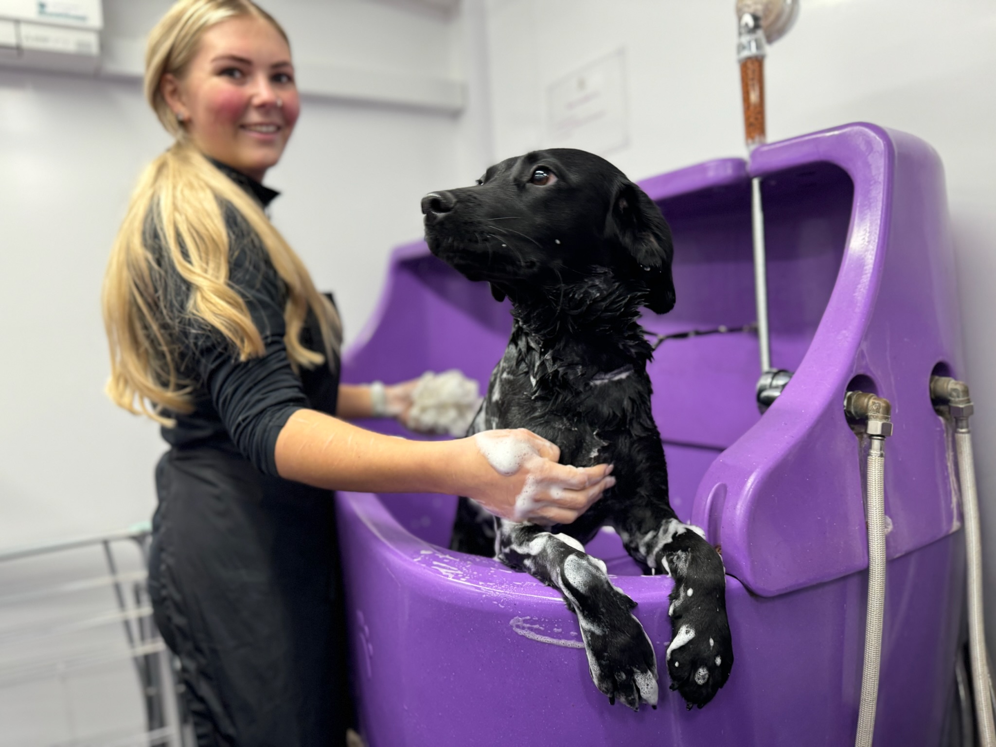 Dog Grooming Course, Dog Grooming Student bathing Dog