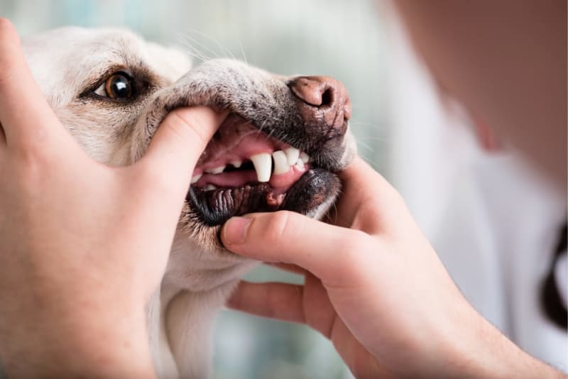 dog teeth cleaning, four paws groom school