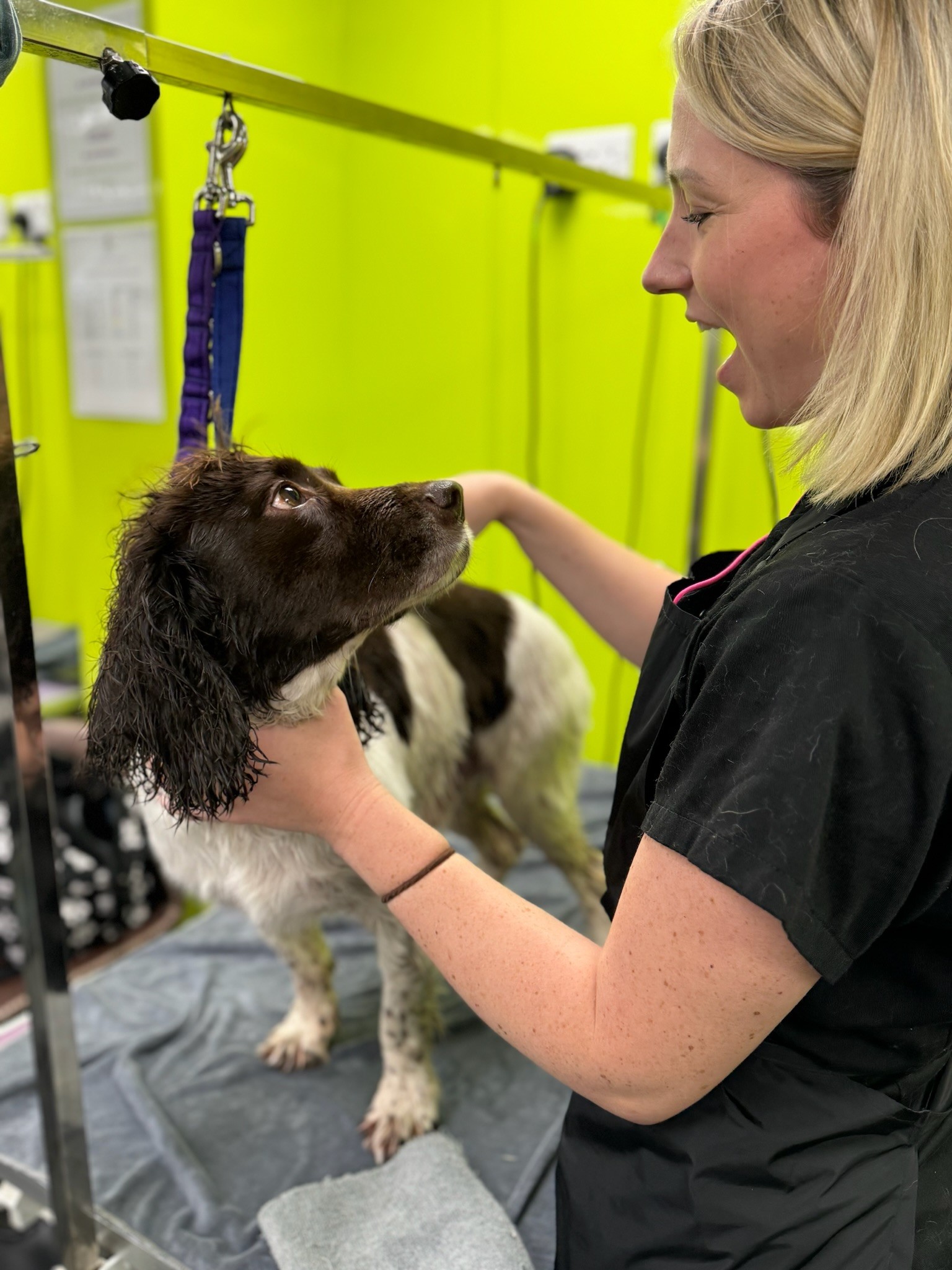 Springer Spaniel being groomed at Four Paws Groom School