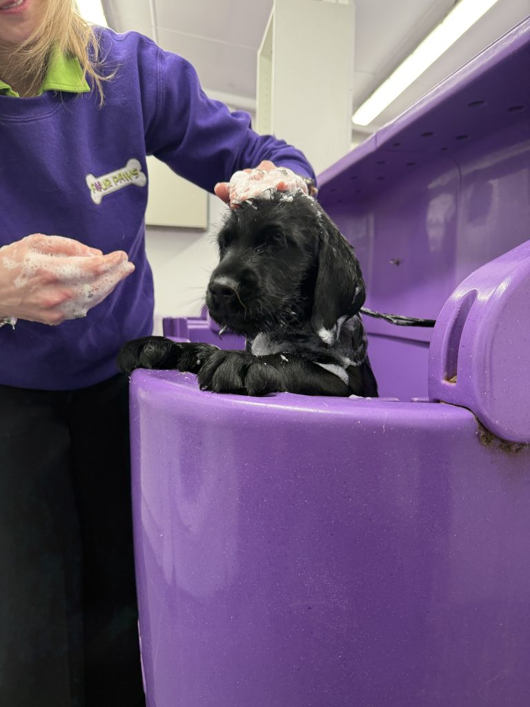 Labrador being bathed at Four Paws Groom School