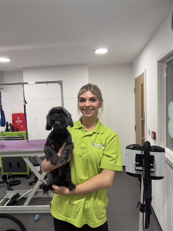 Four Paws Groom School, Dog Grooming Training Courses